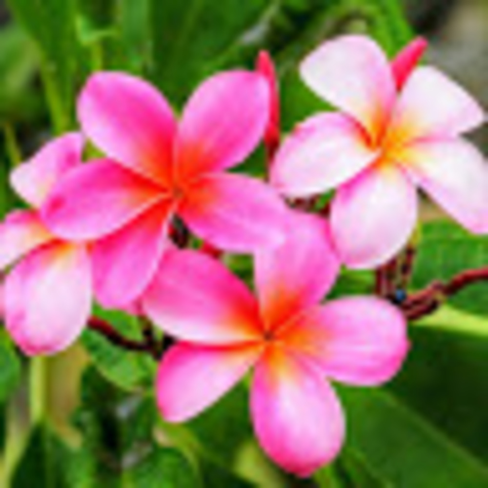 Meet your Posher, Kiana